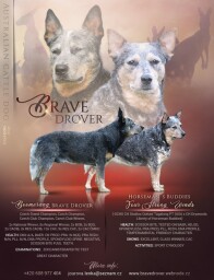 letáček oznámení krytí